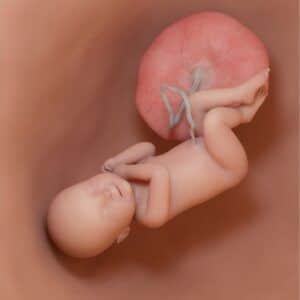 El fascinante puente de nutrición - placenta 5 Revista Digital mamas360 Embarazo y Maternidad