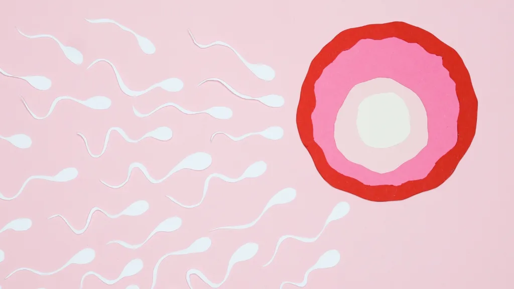 Proceso de fertilización