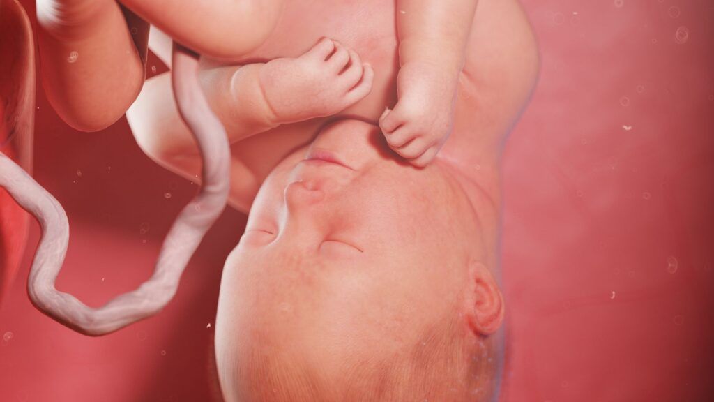 Desarrollo fetal en cada mes de gestación paso a paso