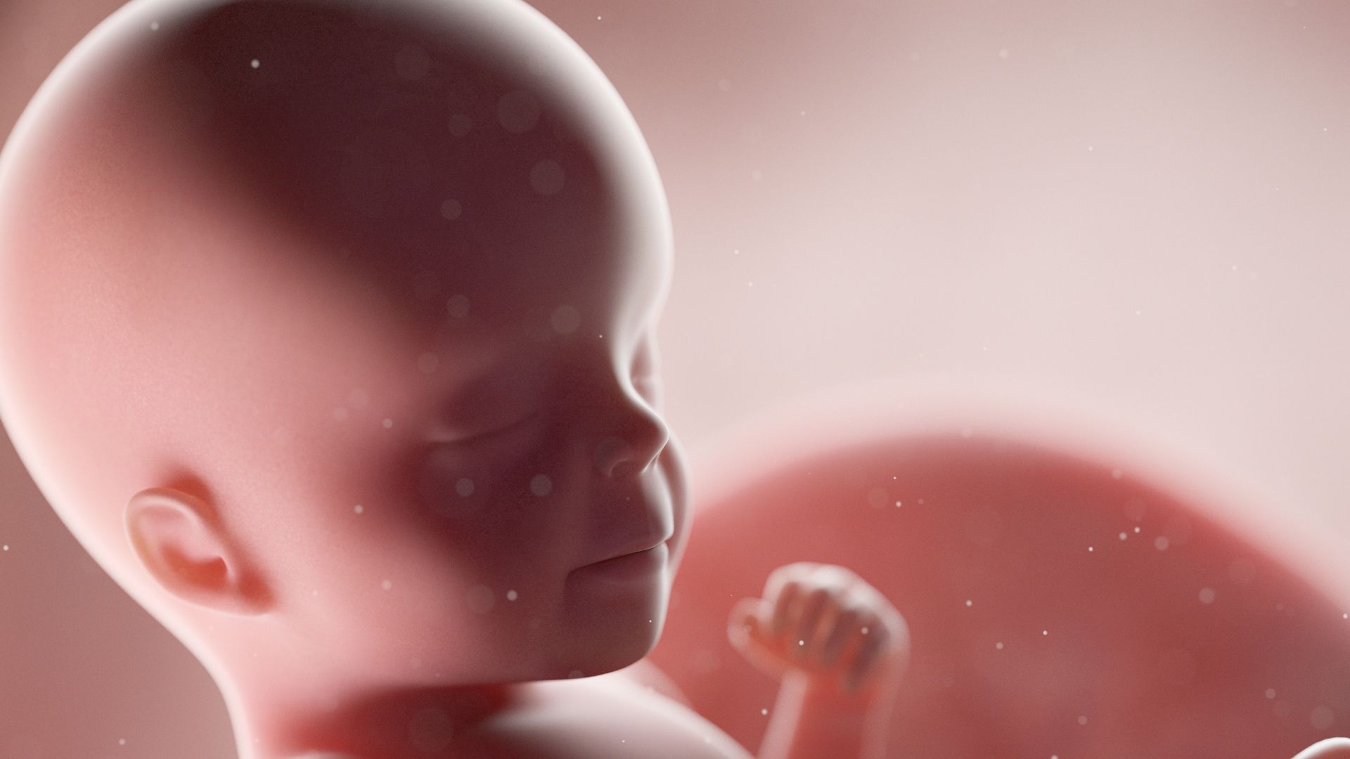 Desarrollo Fetal Completo - Mamas360