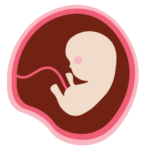 Desarrollo Fetal mes 2 - Mamas360