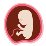 Desarrollo Fetal mes 3 - Mamas360