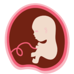 Desarrollo Fetal mes 4 - Mamas360