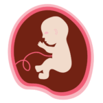 Desarrollo Fetal mes 5 - Mamas360