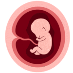 Desarrollo Fetal mes 6 - Mamas360