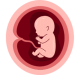 Desarrollo Fetal mes 7 - Mamas360