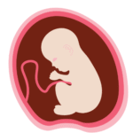 Desarrollo Fetal Mes 8