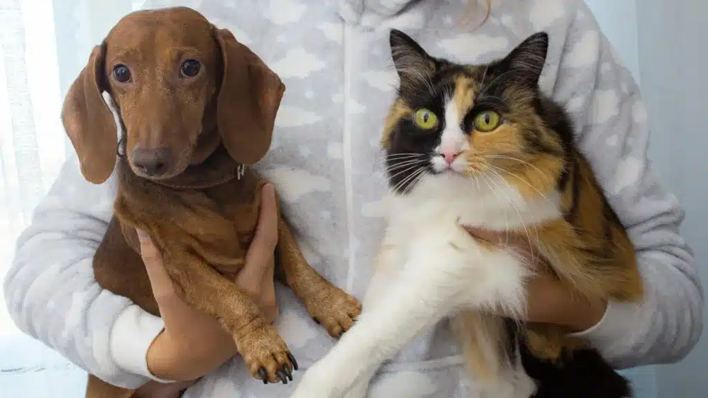 Guía completa de cuidados para perros y gatos mamas360