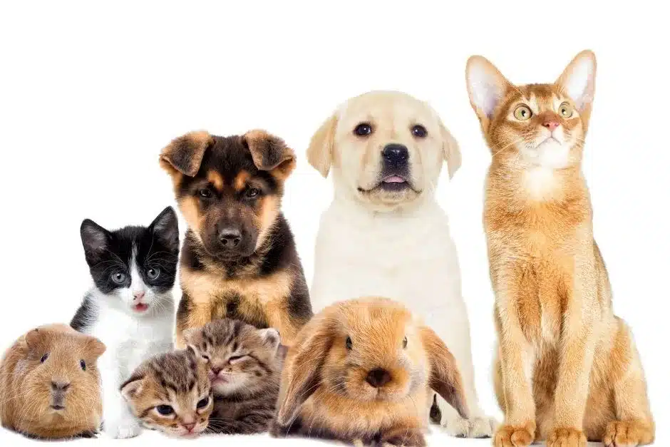 Cuidados de mascotas: Guía completa para perros y gatos - Mamas360