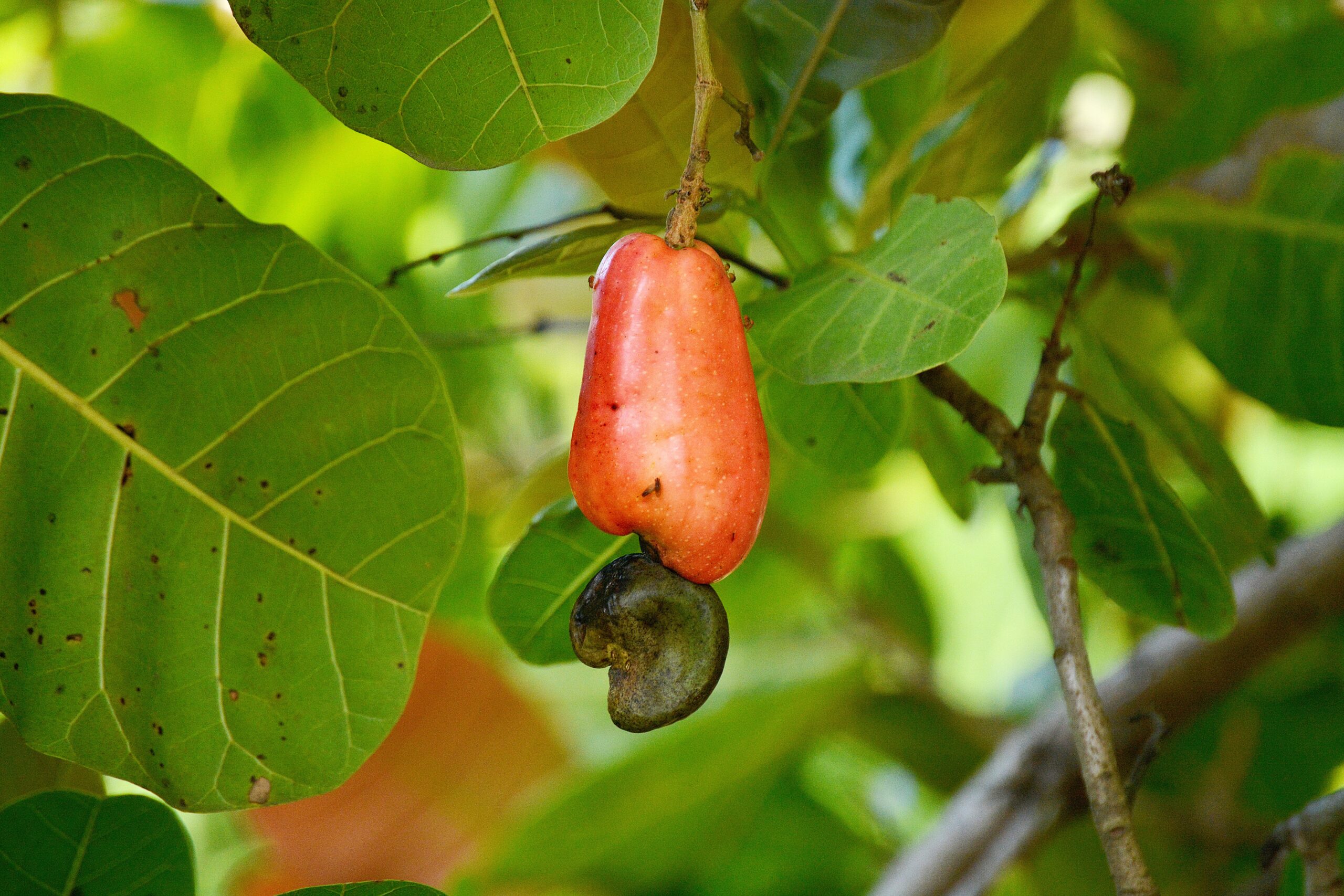 Fruto de marañón o anacardo en el embarazo - Mamas360